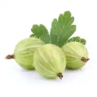 angrešt01