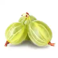 angrešt3