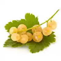 rybíz1