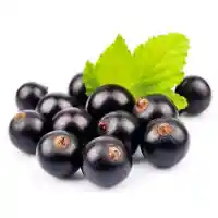 rybíz5