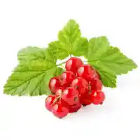rybíz3